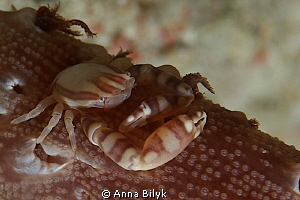 Crab by Anna Bilyk 